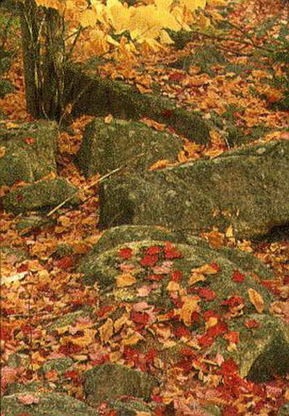 Acadia National Park