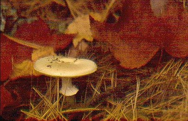 Acadia National Park