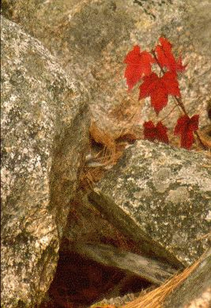 Acadia National Park