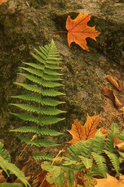 Acadia National Park