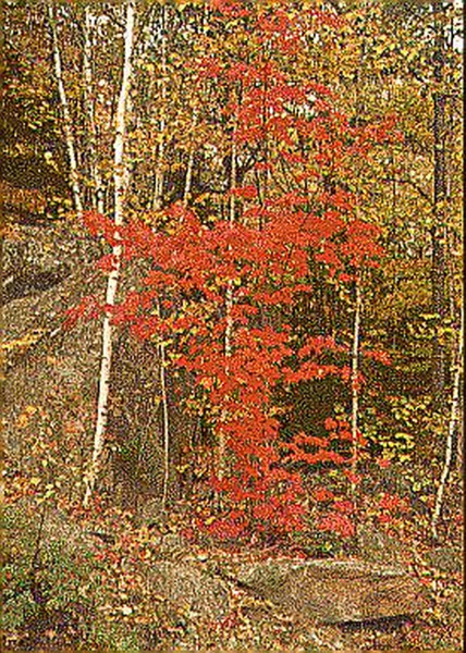 Acadia National Park