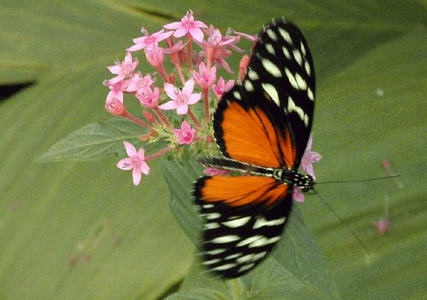 Butterfly at the San Diego Wild Animal Park now Safari Park