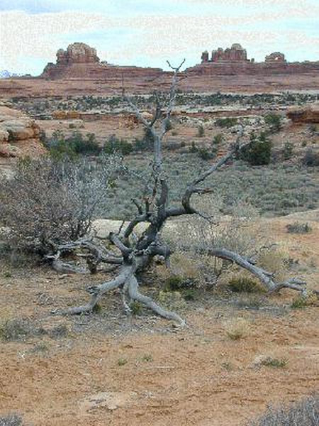 Island in the Sky district