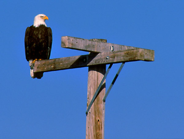 Bald eagle