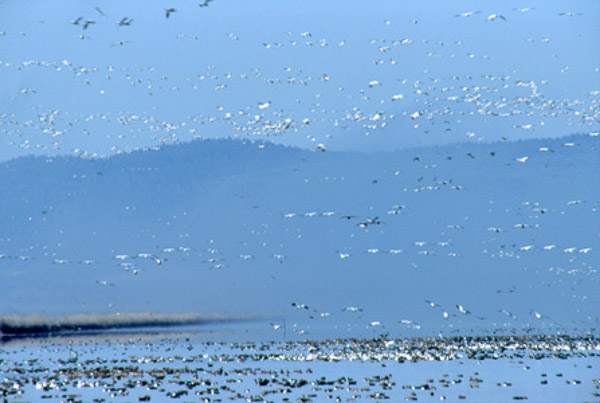 Snow geese flocks