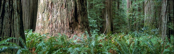 Jedediah Smith Redwoods State Park