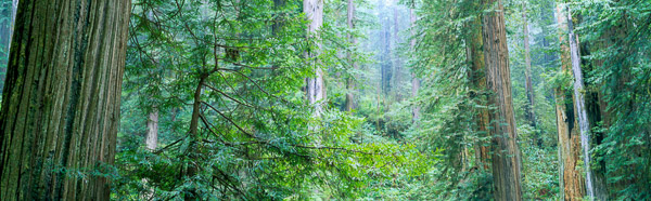 Jedediah Smith Redwoods State Park