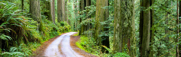 Jedediah Smith Redwoods State Park