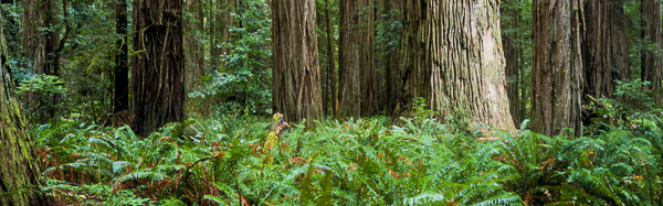 Jedediah Smith Redwoods State Park