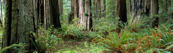 Jedediah Smith Redwoods State Park