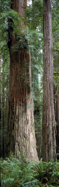Jedediah Smith Redwoods State Park