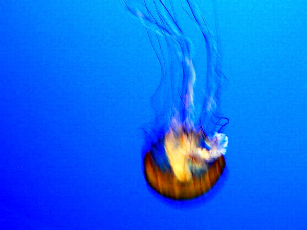 Montery Bay Aquarium