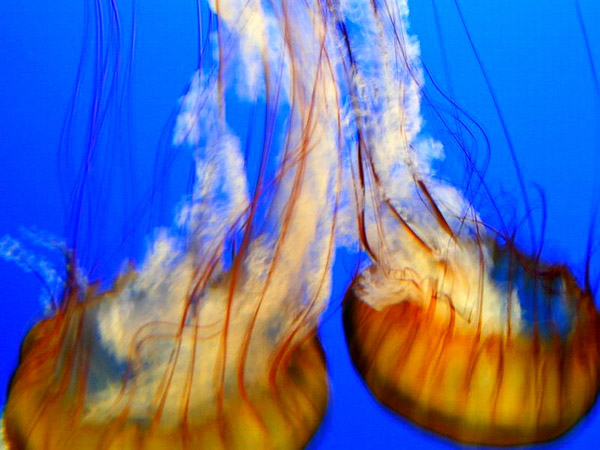 Montery Bay Aquarium