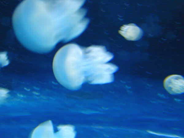 Montery Bay Aquarium