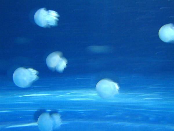 Montery Bay Aquarium