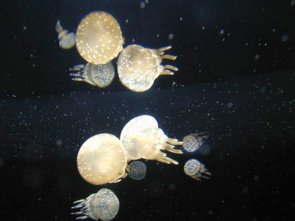 Montery Bay Aquarium