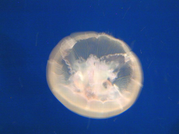 Montery Bay Aquarium