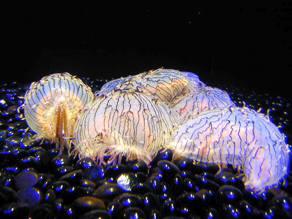 Montery Bay Aquarium