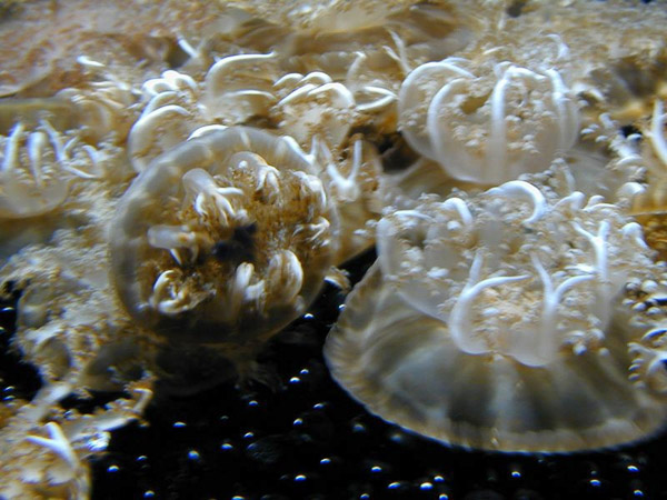 Montery Bay Aquarium