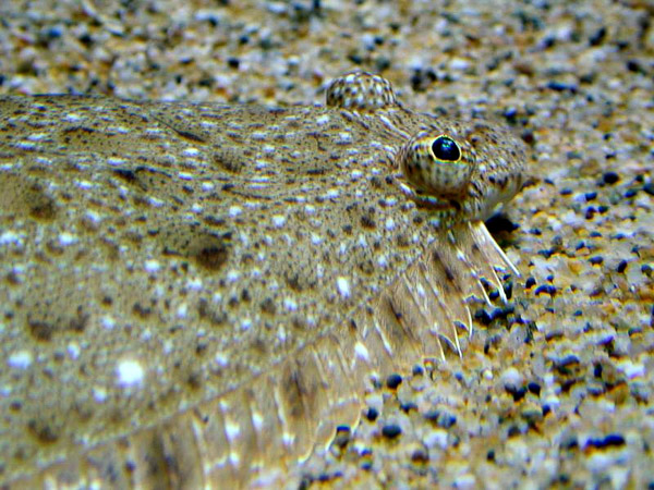 Montery Bay Aquarium