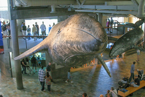 Montery Bay Aquarium