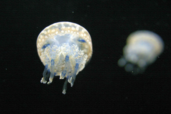 Montery Bay Aquarium