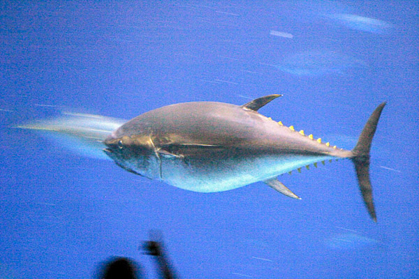 Montery Bay Aquarium