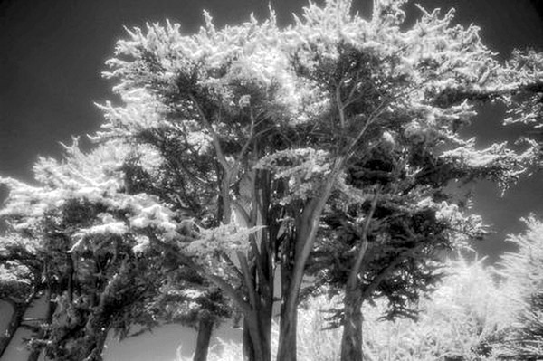 Cuffy's Cove cemetery