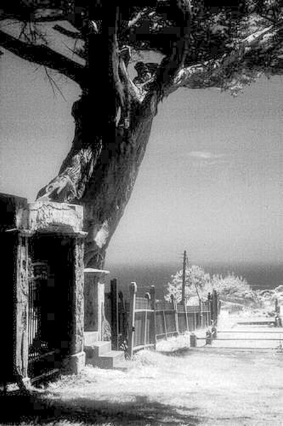 Cuffy's Cove cemetery