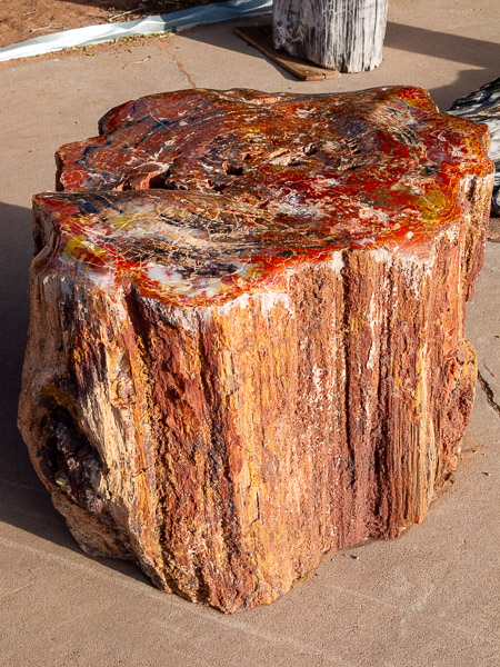 Retrified Forest National Park, Holbrook, AZ