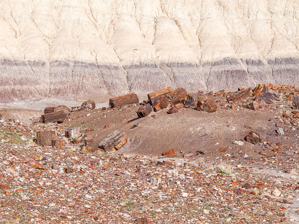 Retrified Forest National Park, Holbrook, AZ