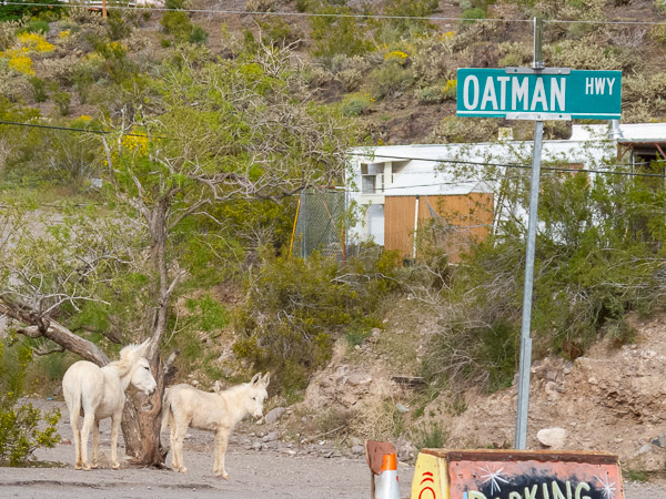 Donkies of Oatman, AZ