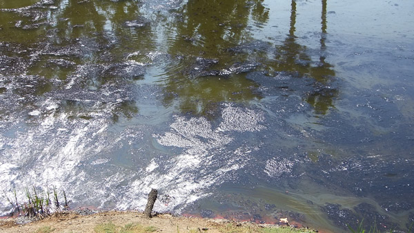 La Brea Tar Pits and Museum