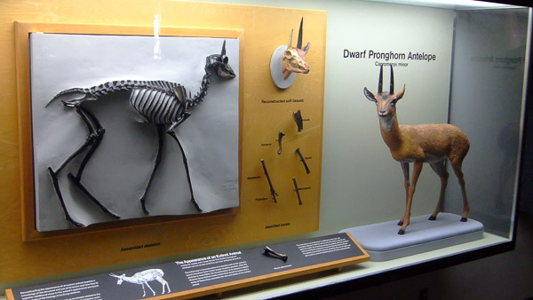 La Brea Tar Pits and Museum