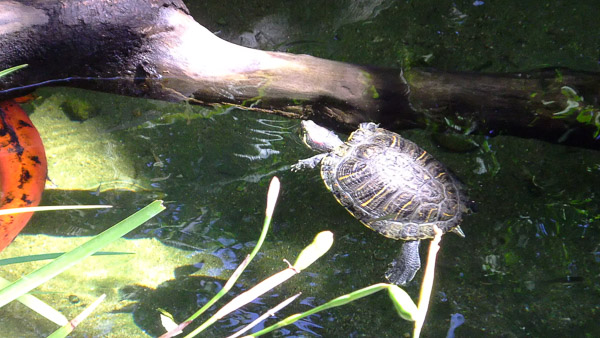 La Brea Tar Pits and Museum
