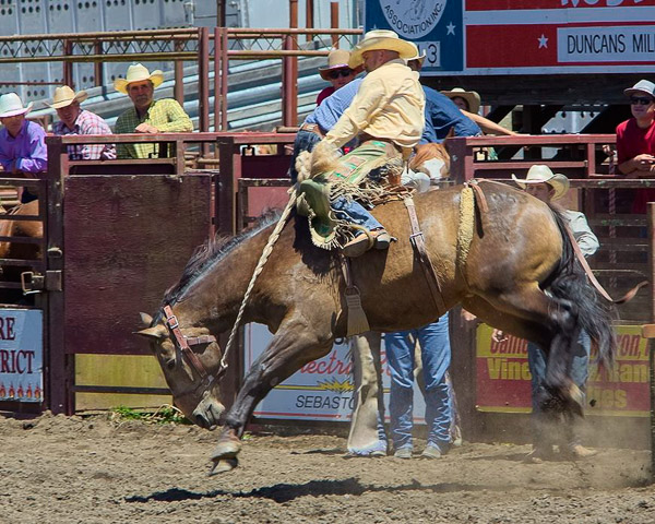 Duncan Mills Rodeo