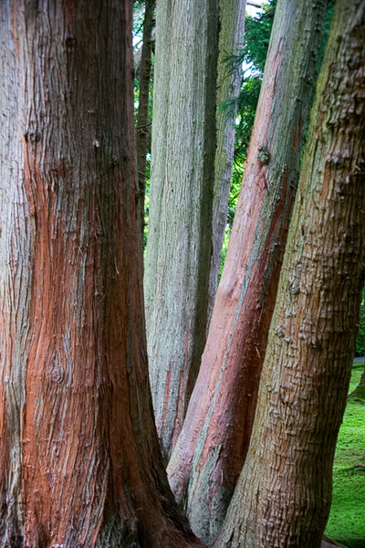 Golden Gate Park, Japanese tea Garden