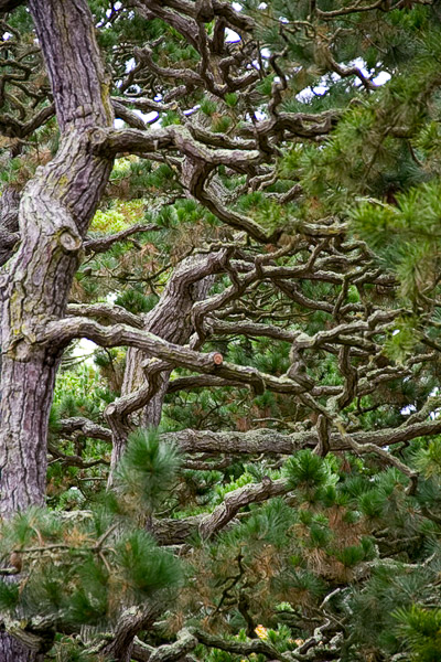 Golden Gate Park, Japanese tea Garden