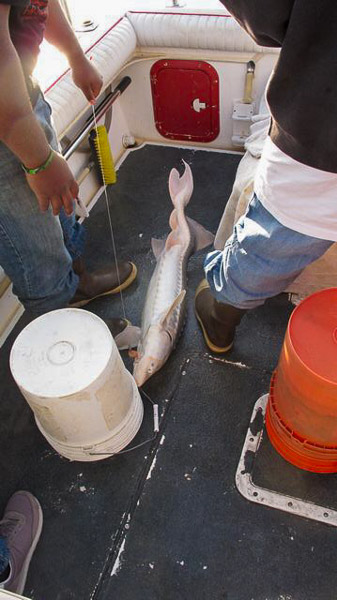 Sturgeon fishing on Suison Bay, had to throw this one back as it was too small