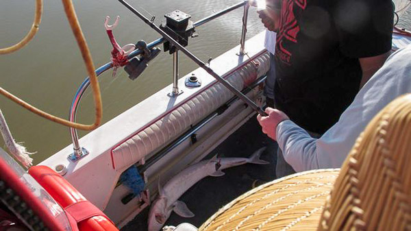 Sturgeon fishing on Suison Bay