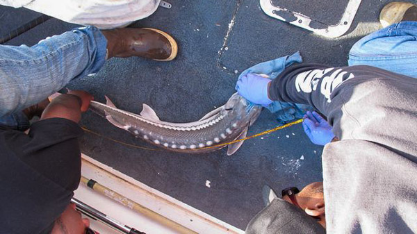 Sturgeon fishing on Suison Bay