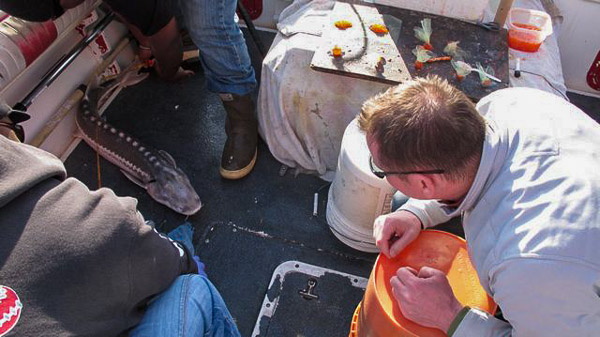 Sturgeon fishing on Suison Bay