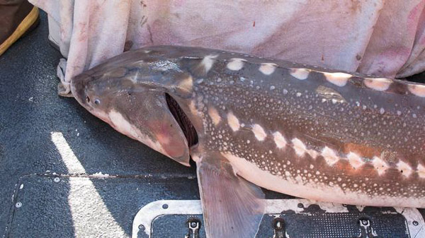 Sturgeon fishing on Suison Bay