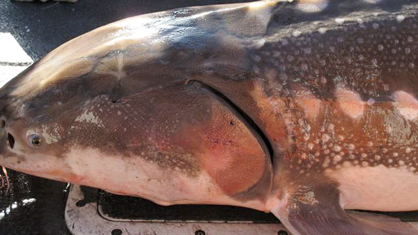 Sturgeon fishing on Suison Bay