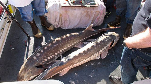 Sturgeon fishing on Suison Bay, we brought in two at time
