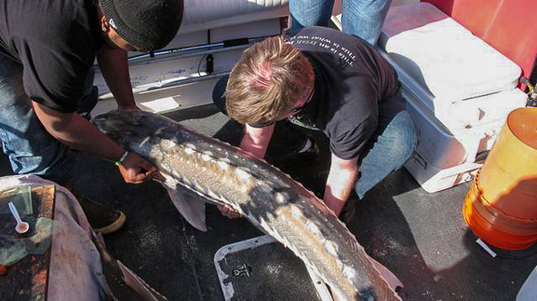Sturgeon fishing on Suison Bay