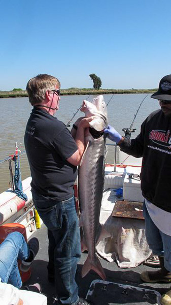 Sturgeon fishing on Suison Bay, a keeper