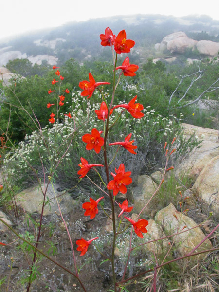In Alpine taking a basic falconry session with Sky Falconry