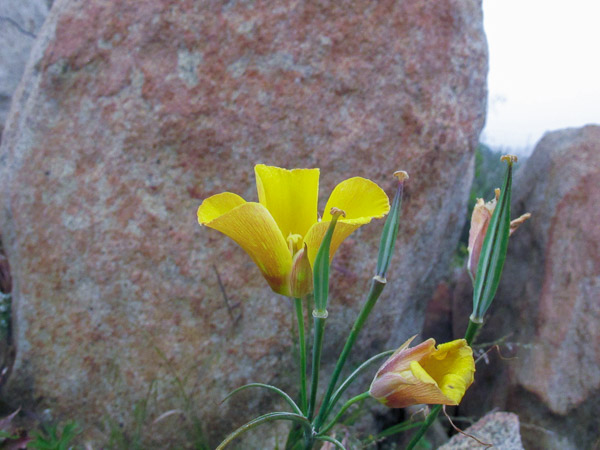 In Alpine taking a basic falconry session with Sky Falconry