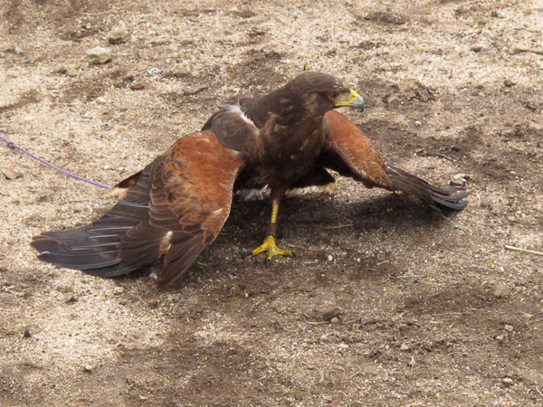 In Alpine taking a basic falconry session with Sky Falconry